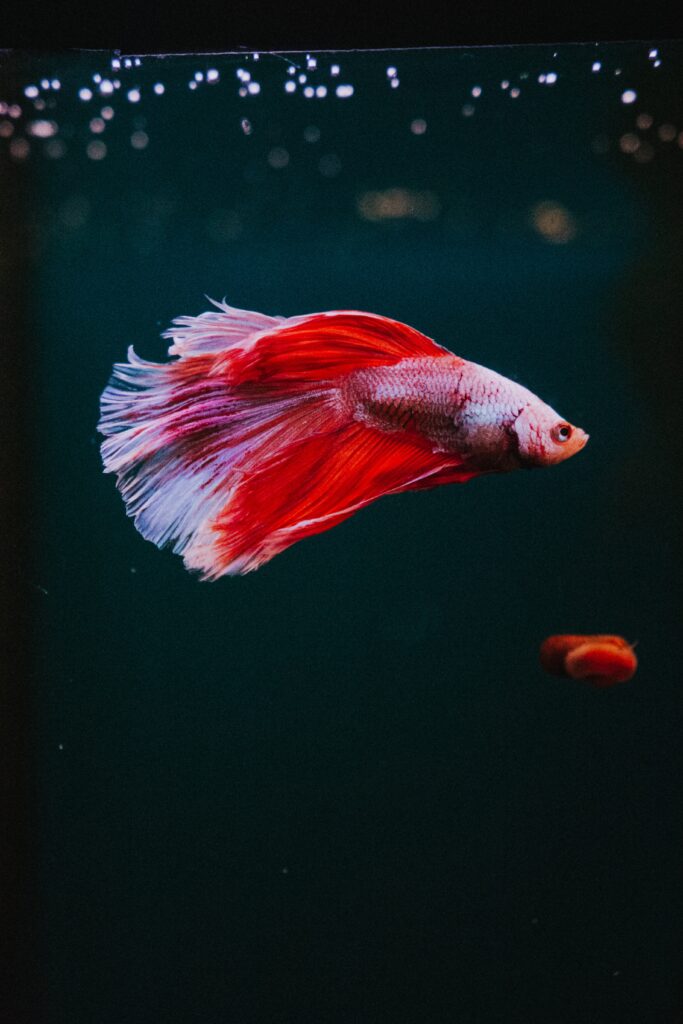 how often should you feed a betta fish bloodworms