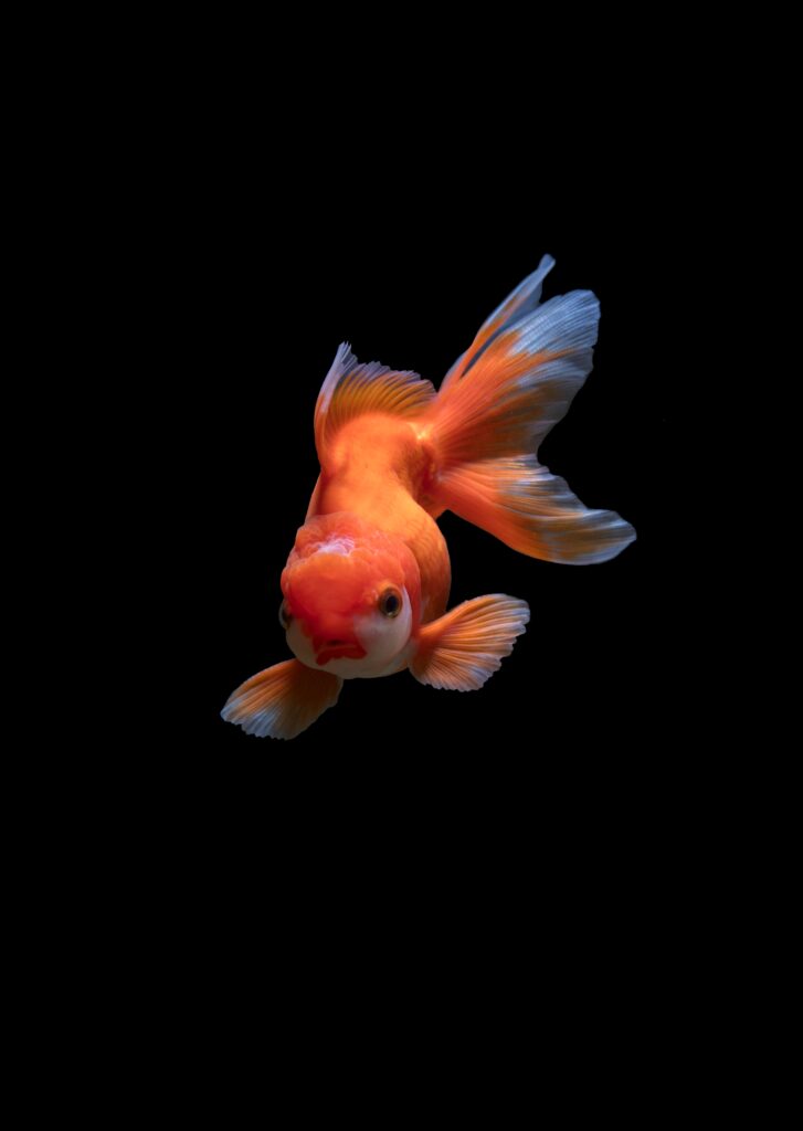 can a betta fish eat goldfish food

