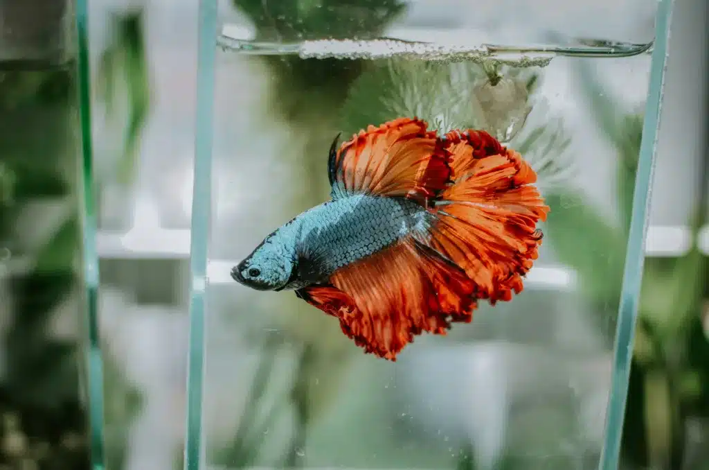 How Often Do Betta Fish Come Up for Air