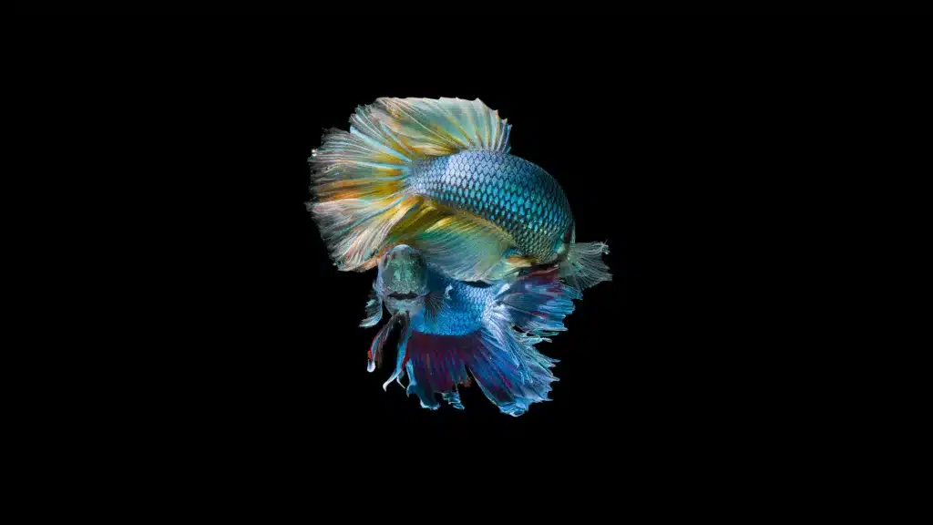Betta Fish Spitting Out Food