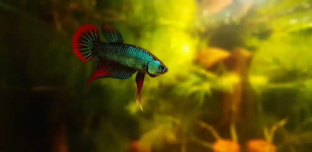 can female betta fish lay eggs without a male