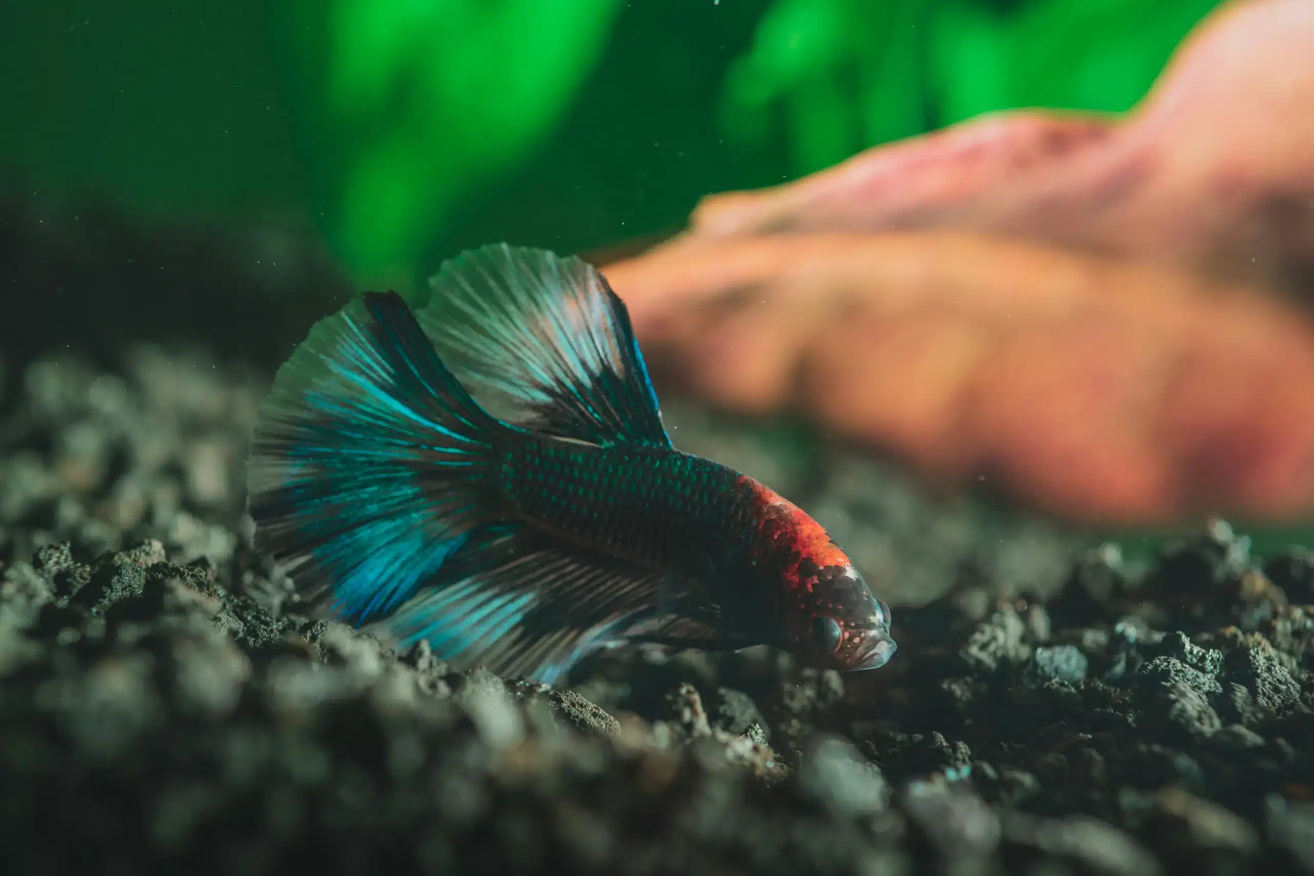 Can You Overfeed a Betta Fish