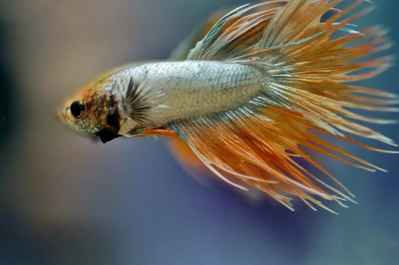 How Long Can a Betta Fish Live Without a Heater