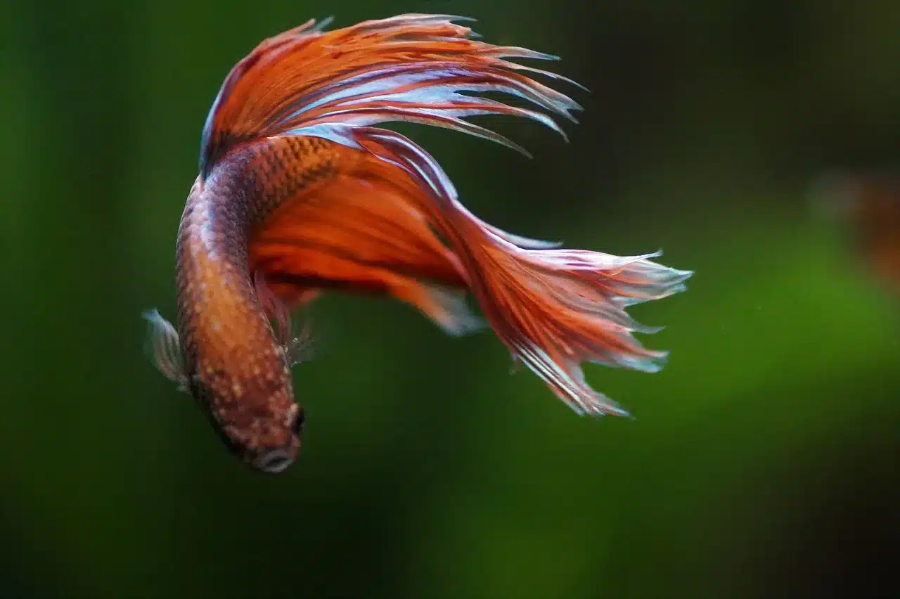 How Long Can a Betta Fish Survive Without Food